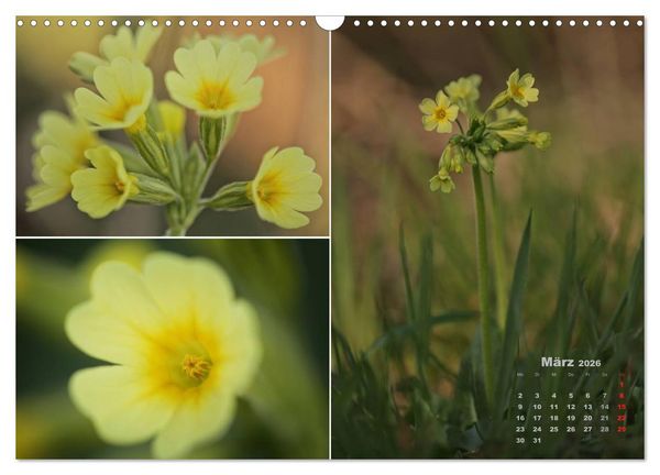 Produktbild: Blumenreise 2026 (Wandkalender 2026 DIN A3 quer), CALVENDO Monatskalender