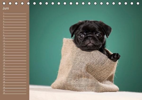 Produktbild: Ein Mops f&uuml;rs Herz (Tischkalender immerw&auml;hrend DIN A5 quer)