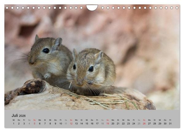 Produktbild: Mausebande (Wandkalender 2026 DIN A4 quer), CALVENDO Monatskalender