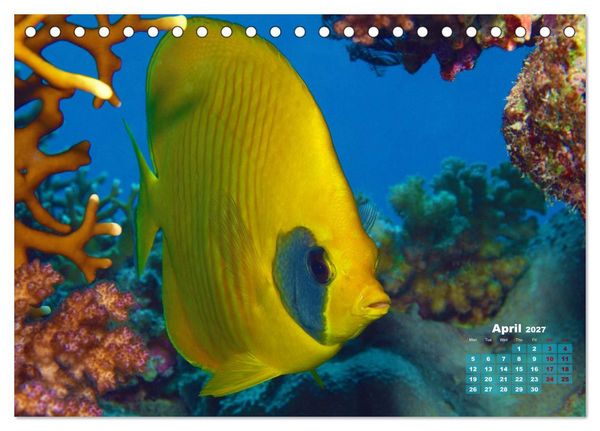 Produktbild: Oceans Alive - A World of Color and Diversity (Desk Calendar 2027 DIN A5 landscape), CALVENDO 12 Month DeskCalendar