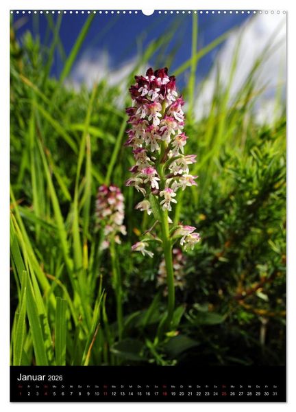 Produktbild: Orchideen in S&uuml;deuropa (hochwertiger Premium Wandkalender 2026 DIN A2 hoch), Kunstdruck in Hochglanz