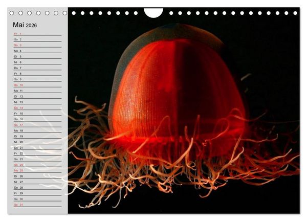 Produktbild: Quallen. &Auml;therische Wunderwesen (Wandkalender 2026 DIN A4 quer), CALVENDO Monatskalender