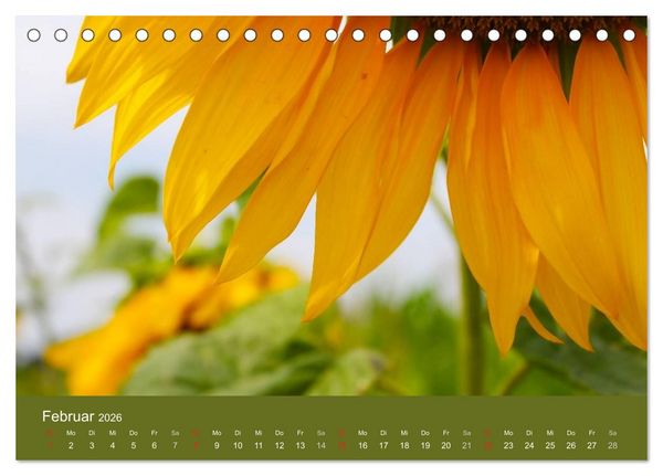Produktbild: Sonnenblumen - die Blumen der Lebensfreude (Tischkalender 2026 DIN A5 quer), CALVENDO Monatskalender