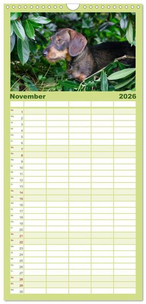 Produktbild: Familienplaner 2026 - Liebenswerte Rabauken - Rauhaardackel mit 5 Spalten (Wandkalender, 21 x 45 cm) CALVENDO