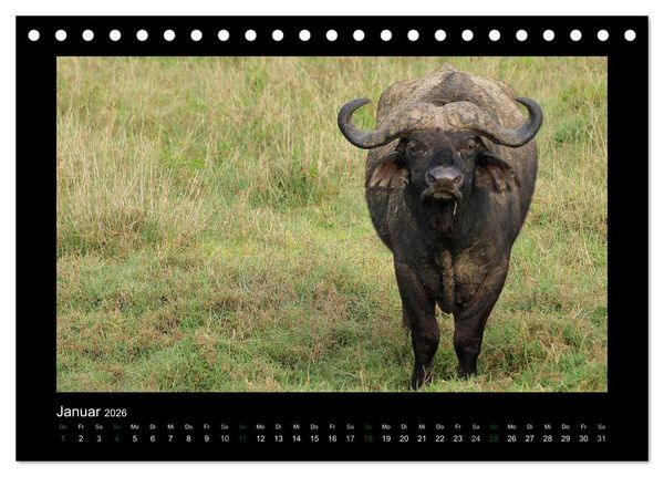 Produktbild: Wilde Tiere Afrikas (Tischkalender 2026 DIN A5 quer), CALVENDO Monatskalender