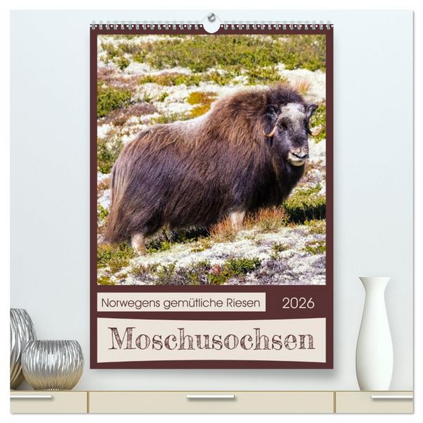 Moschusochsen - Norwegens gemütliche Riesen (hochwertiger Premium Wandkalender 2026 DIN A2 hoch), Kunstdruck in Hochglanz