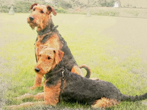 Produktbild: CALVENDO Puzzle Ein Motiv aus dem Kalender Airedale Terrier 2017 | 1000 Teile Lege-Gr&ouml;&szlig;e 64x48cm Foto-Puzzle f&uuml;r gl&uuml;ckliche Stunden