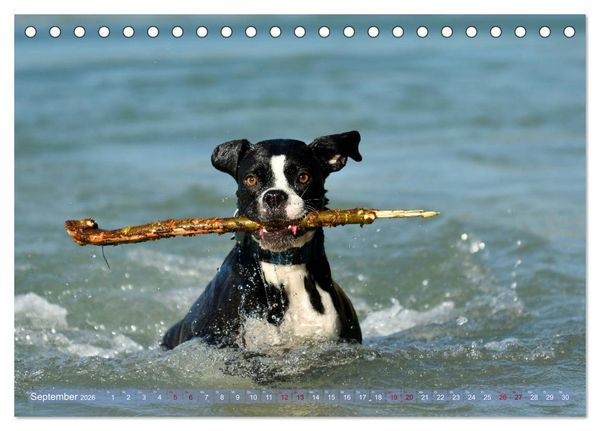 Produktbild: Gut - besser - Boxer (Tischkalender 2026 DIN A5 quer), CALVENDO Monatskalender