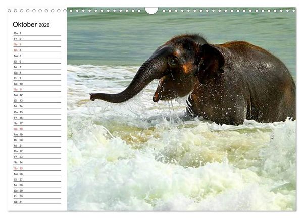 Produktbild: Elefanten - Wasserspa&szlig; am Strand (Wandkalender 2026 DIN A3 quer), CALVENDO Monatskalender
