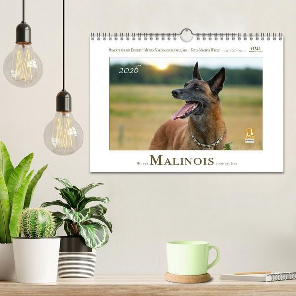 Produktbild: Mit dem Malinois durch das Jahr (Wandkalender 2026 DIN A4 quer), CALVENDO Monatskalender