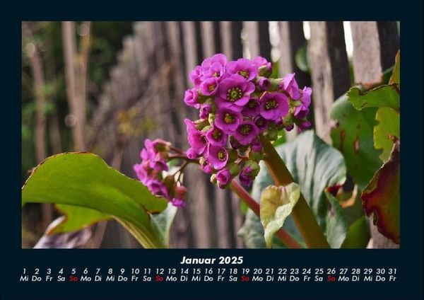 Produktbild: Blumentr&auml;ume 2025 Fotokalender DIN A4
