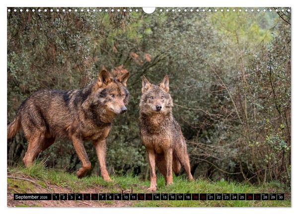 Produktbild: Wolves, Wild Spirits (Wall Calendar 2026 DIN A3 landscape), CALVENDO 12 Month Wall Calendar