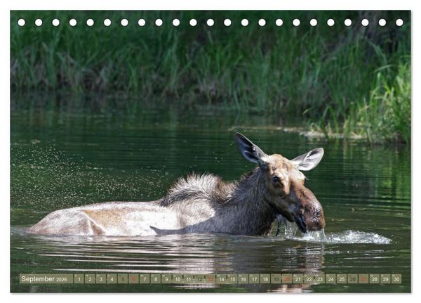 Produktbild: B&auml;r, Wolf und Co - Tiere Nordamerikas (Tischkalender 2026 DIN A5 quer), CALVENDO Monatskalender