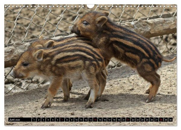 Produktbild: Der Schweinekalender (Wandkalender 2026 DIN A3 quer), CALVENDO Monatskalender
