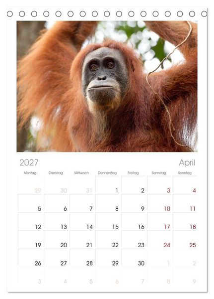 Produktbild: Tischplaner 2027 - Orang-Utans - Menschen des Regenwaldes (A5 Tischkalender zum Aufstellen) CALVENDO