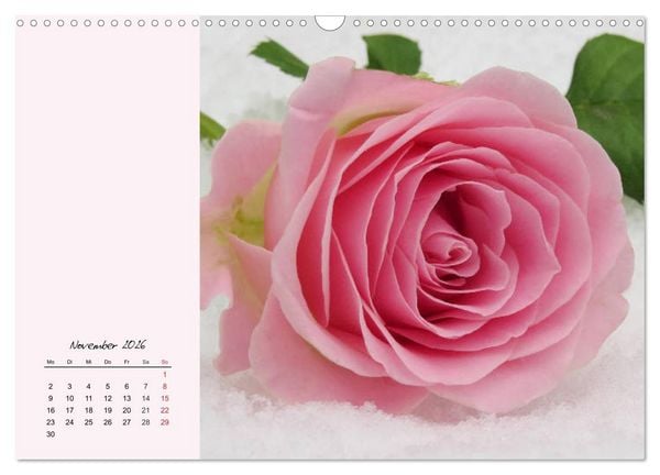 Produktbild: Rosen. Charmante und edle K&ouml;niginnen (Wandkalender 2026 DIN A3 quer), CALVENDO Monatskalender