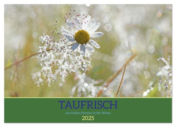 Taufrisch ... am frühen Morgen in der Wiese (Wandkalender 2025 DIN A2 quer), CALVENDO Monatskalender