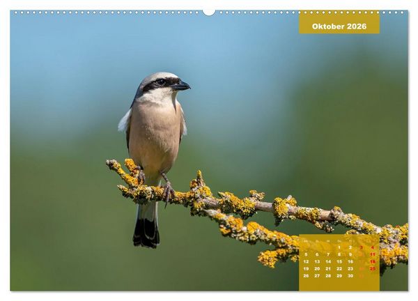 Produktbild: SINGV&Ouml;GEL - Die pr&auml;chtigen S&auml;nger in sch&ouml;nem Ambiente (hochwertiger Premium Wandkalender 2026 DIN A2 quer), Kunstdruck in Hochglanz