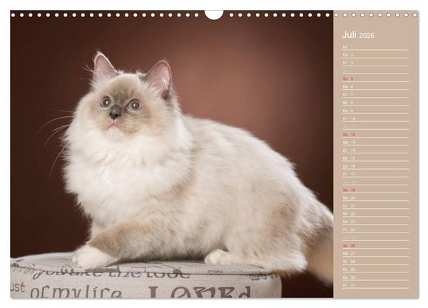 Produktbild: Zauberhafte Ragdolls / Geburtstagskalender (Wandkalender 2026 DIN A3 quer), CALVENDO Monatskalender