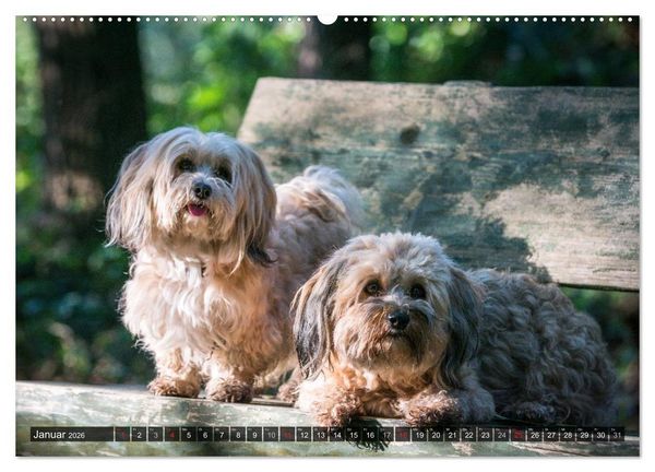 Produktbild: Spa&szlig; mit Havanesern (hochwertiger Premium Wandkalender 2026 DIN A2 quer), Kunstdruck in Hochglanz