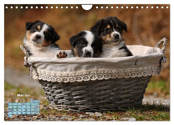 Produktbild: Lillyfee und ein K&ouml;rbchen voller Gl&uuml;ck (Wandkalender 2027 DIN A4 quer), CALVENDO Monatskalender