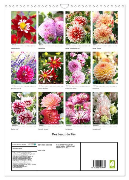 Produktbild: Des beaux dahlias (Calendrier mural 2026 DIN A3 horizontal), CALVENDO calendrier mensuel
