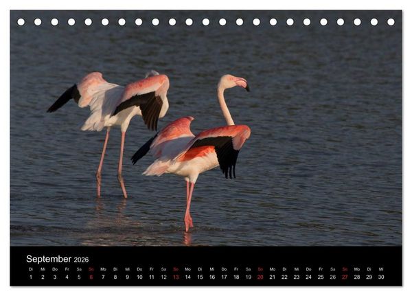 Produktbild: Flamingos der Camargue 2026 (Tischkalender 2026 DIN A5 quer), CALVENDO Monatskalender