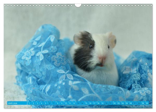 Produktbild: BABY Meerschweinchen Traumhaft s&uuml;&szlig; (Wandkalender 2026 DIN A3 quer), CALVENDO Monatskalender