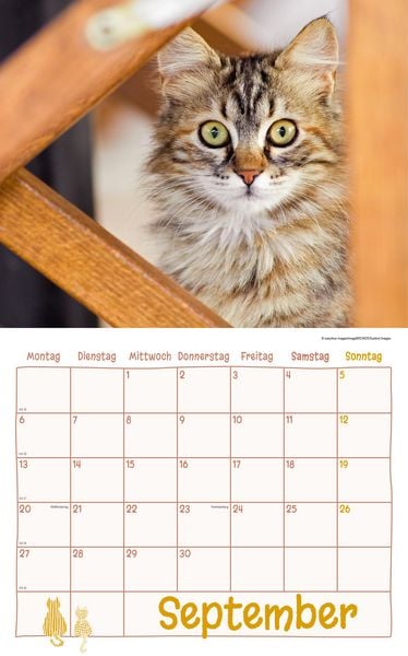 Produktbild: Katzen Kalenderpaket 2027