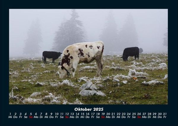 Produktbild: Kuhkalender 2025 Fotokalender DIN A4