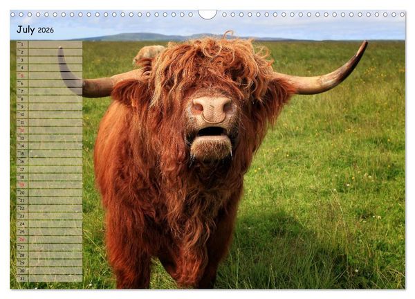 Produktbild: Highland Cattle - Native Breed of Scotland (Wall Calendar 2026 DIN A3 landscape), CALVENDO 12 Month Wall Calendar