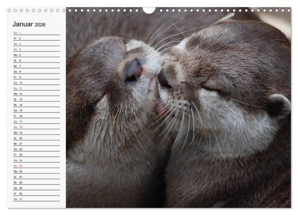 Produktbild: Seehunde und Otter. Putzige Gesellen, perfekte Schwimmer (Wandkalender 2026 DIN A3 quer), CALVENDO Monatskalender