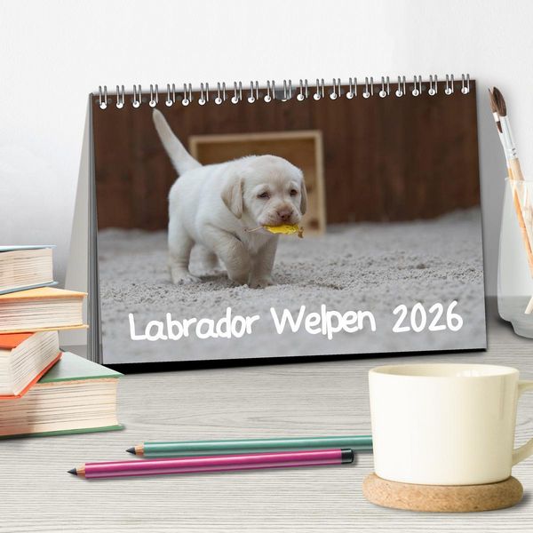 Produktbild: Labrador Welpen (Tischkalender 2026 DIN A5 quer), CALVENDO Monatskalender