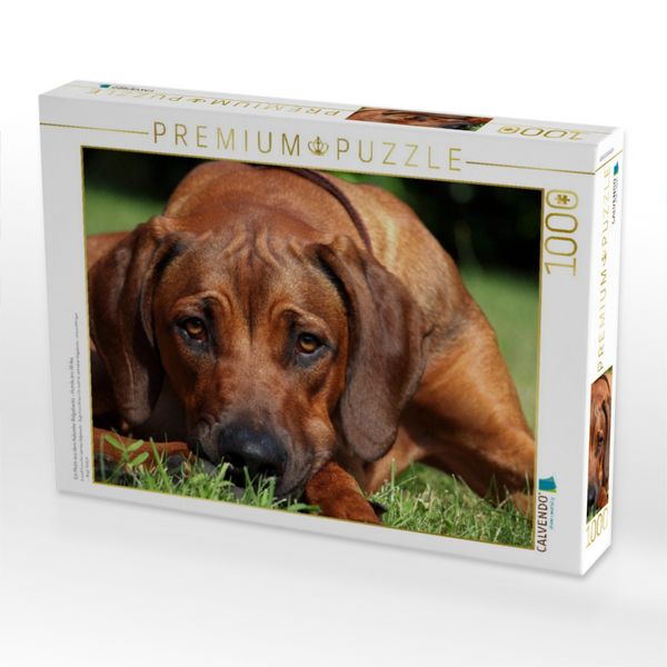 Produktbild: CALVENDO Puzzle Ein Motiv aus dem Kalender Ridgebacks - Hunde aus Afrika | 1000 Teile Lege-Gr&ouml;&szlig;e 64x48cm Foto-Puzzle f&uuml;r gl&uuml;ckliche Stunden
