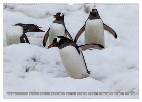 Produktbild: Einfach liebenswert diese Pinguine (hochwertiger Premium Wandkalender 2026 DIN A2 quer), Kunstdruck in Hochglanz