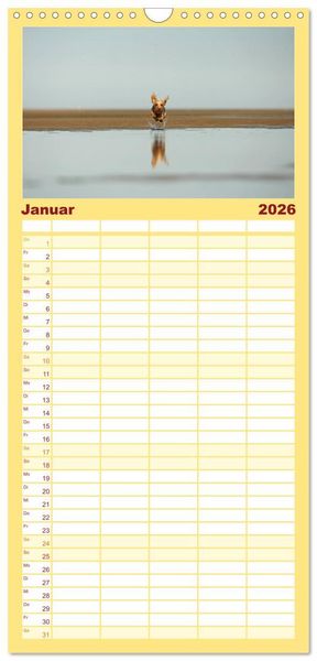 Produktbild: Familienplaner 2026 - DACKELmix Elli Pirelli mit 5 Spalten (Wandkalender, 21 x 45 cm) CALVENDO