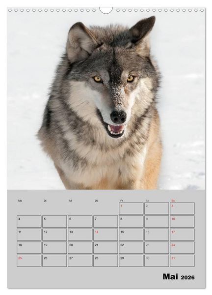 Produktbild: Wolf-Gesichter (Wandkalender 2026 DIN A3 hoch), CALVENDO Monatskalender