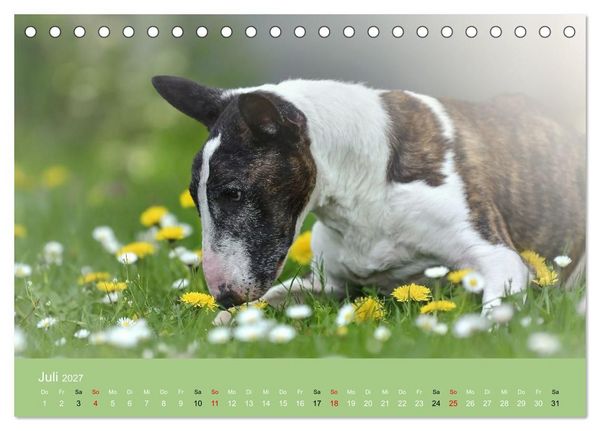 Produktbild: Bullterrier - charmante Herzensbrecher (Tischkalender 2027 DIN A5 quer), CALVENDO Monatskalender
