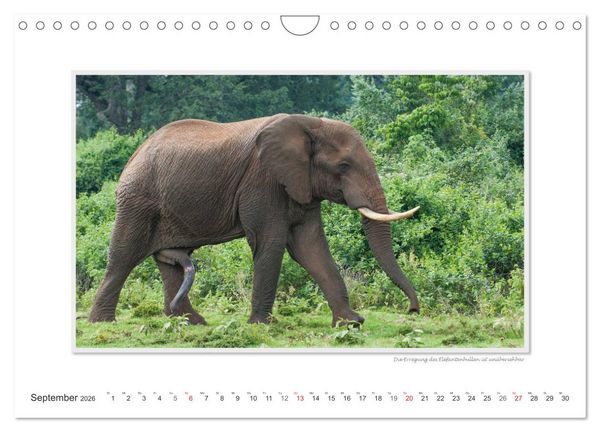 Produktbild: Emotionale Momente: Tierischer Sex. (Wandkalender 2026 DIN A4 quer), CALVENDO Monatskalender