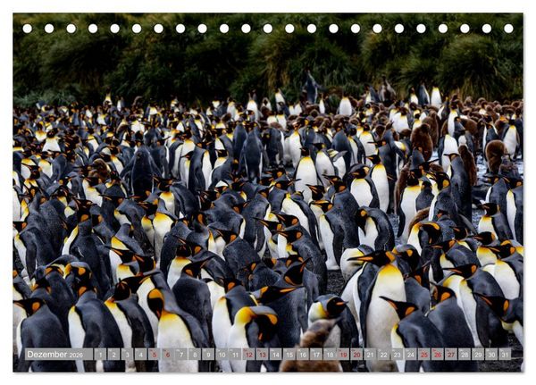 Produktbild: Einfach liebenswert diese Pinguine (Tischkalender 2026 DIN A5 quer), CALVENDO Monatskalender