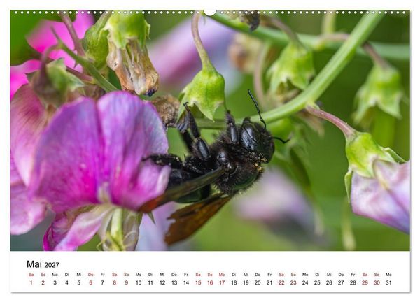 Produktbild: Bunter Nektarrausch - Nektarsammler in leuchtenden Farben (hochwertiger Premium Wandkalender 2027 DIN A2 quer), Kunstdruck in Hochglanz
