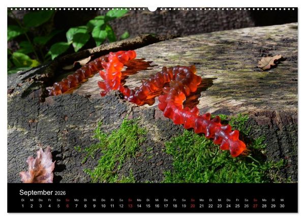 Produktbild: Die Welt der Fruchtgummis (Wandkalender 2026 DIN A2 quer), CALVENDO Monatskalender
