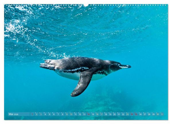Produktbild: Pinguine: Gehupft wie gesprungen (Wandkalender 2026 DIN A2 quer), CALVENDO Monatskalender
