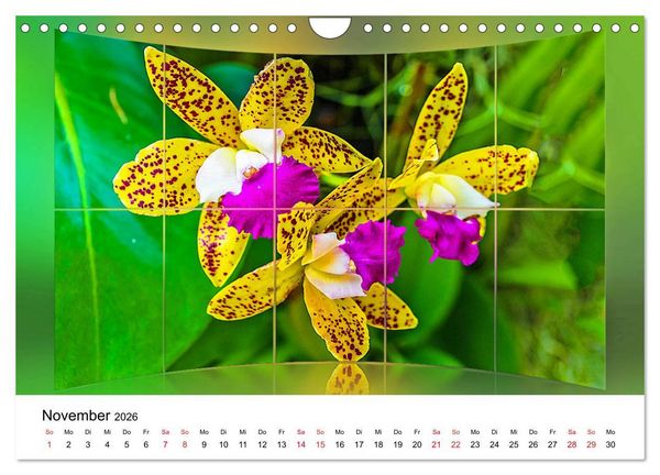 Produktbild: Orchideen Bildergalerie (Wandkalender 2026 DIN A4 quer), CALVENDO Monatskalender