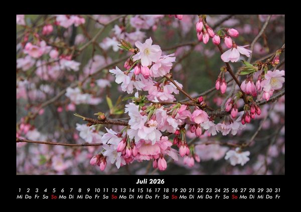 Produktbild: Blumenkalender 2026 Fotokalender DIN A3