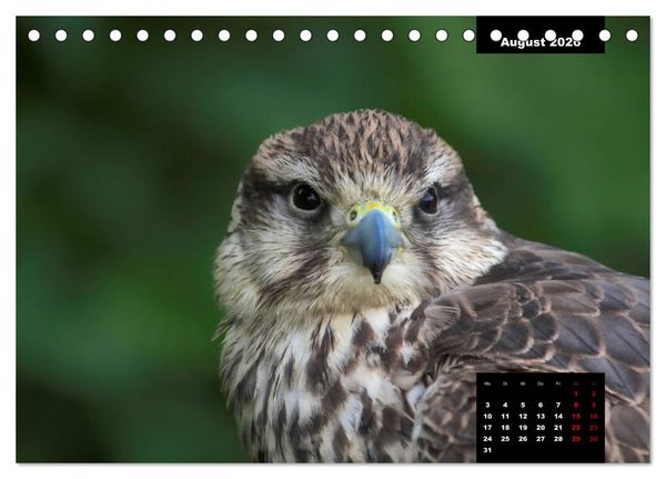 Produktbild: Greifv&ouml;gel - Herrscher der L&uuml;fte (Tischkalender 2026 DIN A5 quer), CALVENDO Monatskalender