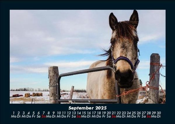 Produktbild: Pferde Kalender 2025 Fotokalender DIN A5