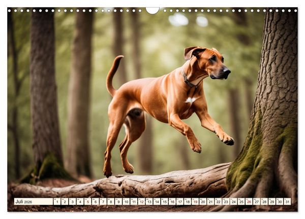 Produktbild: Rhodesian Ridgeback - Athlet mit R&uuml;ckenkamm (Wandkalender 2026 DIN A3 quer), CALVENDO Monatskalender