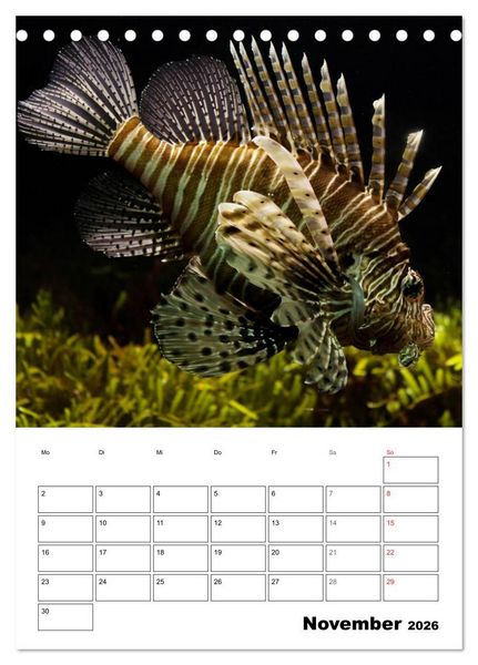 Produktbild: Zauberwelt. Fische, Korallen und Co. (Tischkalender 2026 DIN A5 hoch), CALVENDO Monatskalender