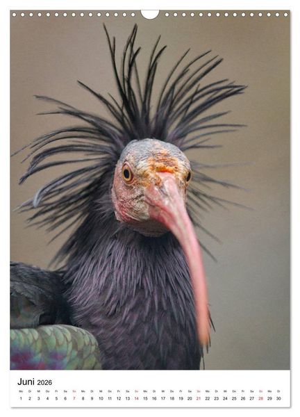 Produktbild: Der Waldrapp - Der etwas andere Vogel (Wandkalender 2026 DIN A3 hoch), CALVENDO Monatskalender